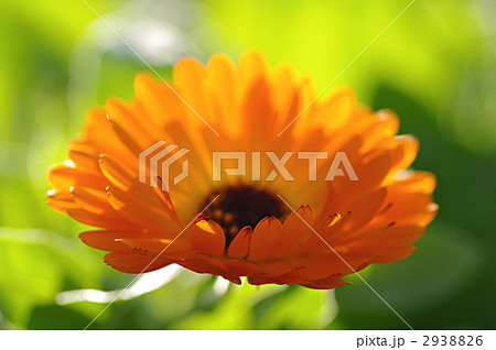 キンセンカ 2938826