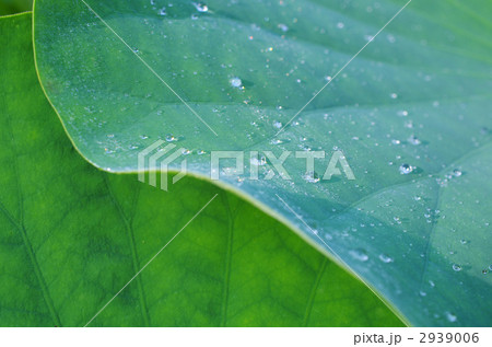 水滴きらめくハスの葉 2939006
