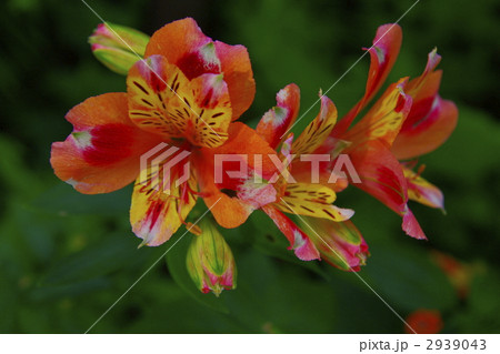 アルストメリア 百合水仙 花の写真素材