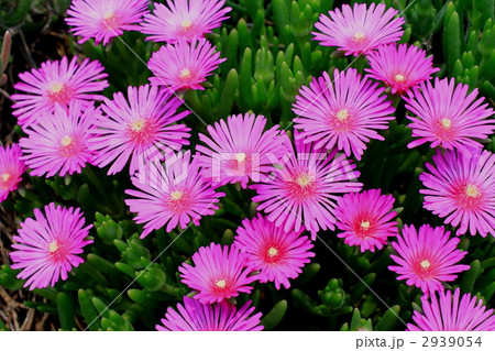 マツバギク マツバギク 2939054