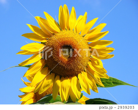 ひまわり 2939203