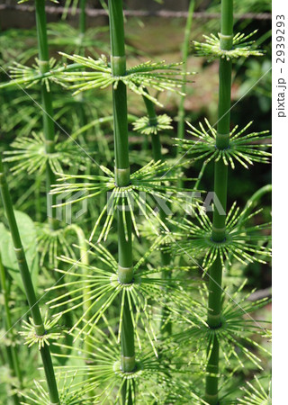トクサ トクサ 2939293