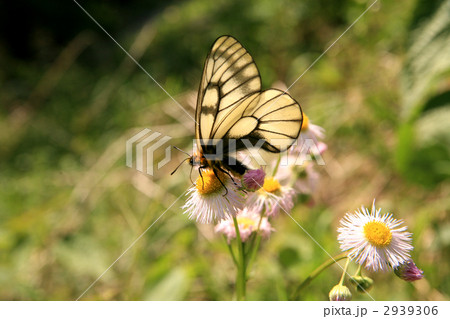 ウスバシロチョウ 2939306
