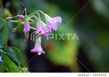 カタバミと雨粒 2939356