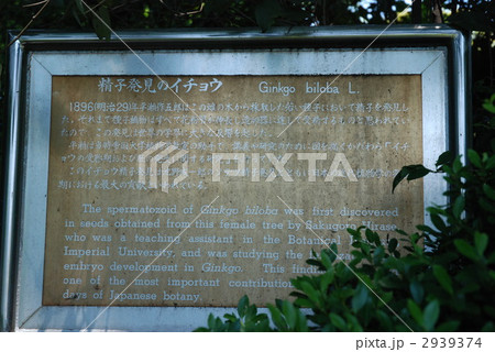 精子発見のイチョウ説明板 2939374