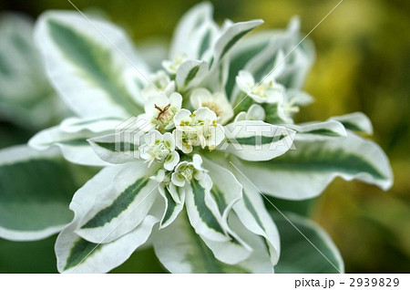 灯台草 ゴーストウィード ユーフォルビアマルギナタの写真素材