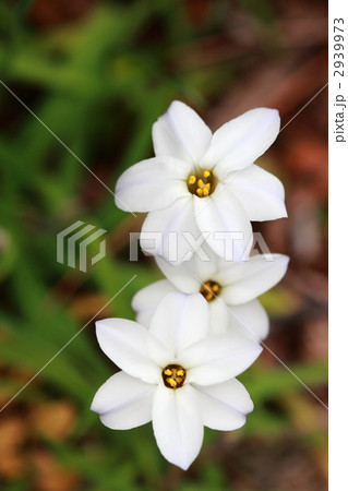 ハナニラ 2939973