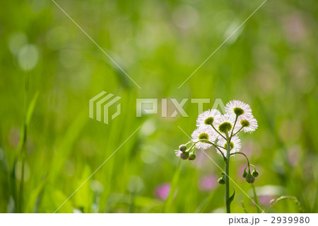 ハルジオン 2939980