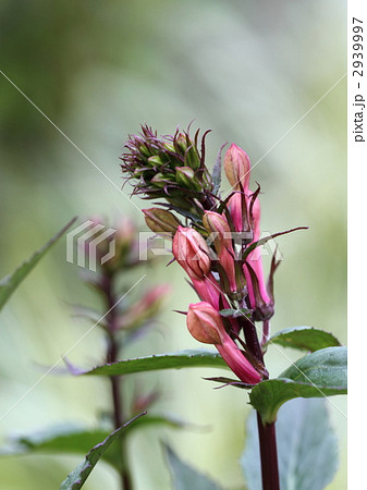 紅花沢桔梗の花蕾 2939997