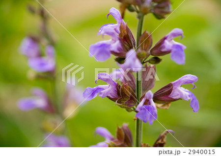 コモンセージ コモンセージ 2940015