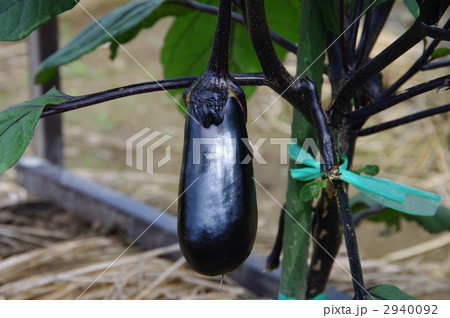 なすの実　なすの成長 2940092