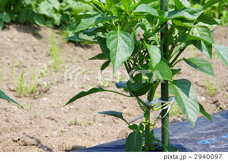 ピーマンの苗　ピーマン苗の全容 2940097