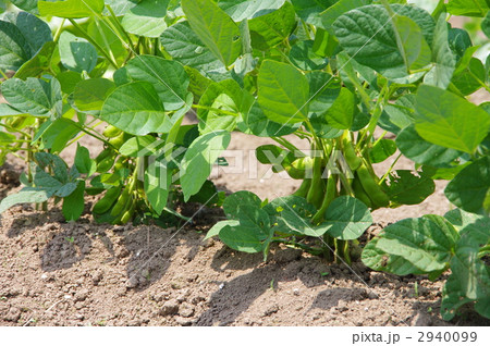 育つ枝豆 枝豆の苗 育つ枝豆 枝豆の苗 2940099