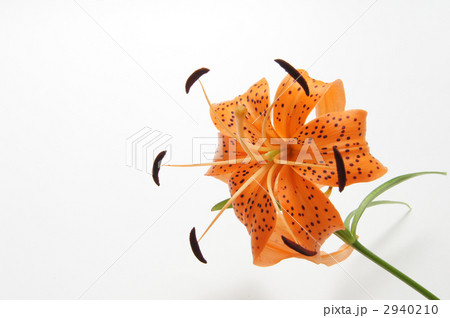 コオニユリb 2940210