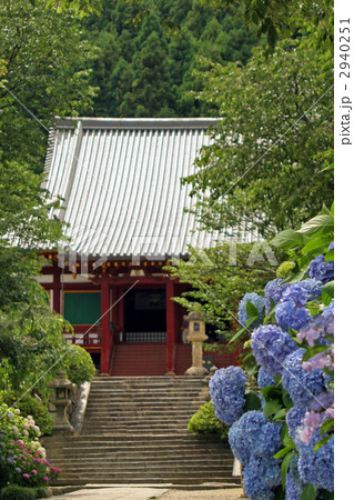 矢田寺の紫陽花 2940251