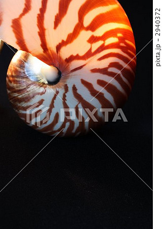 オウムガイの殻ライトアップの写真素材