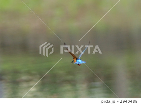 水中に飛込む寸前のカワセミ 2940488
