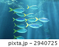 水族館 2940725