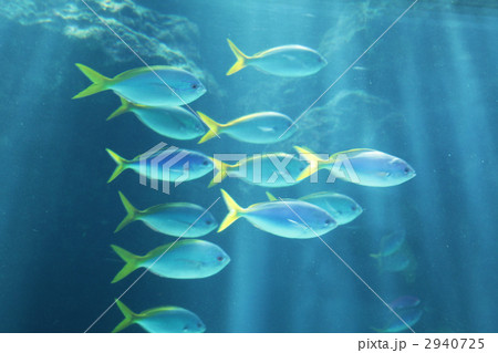 水族館 水族館 2940725