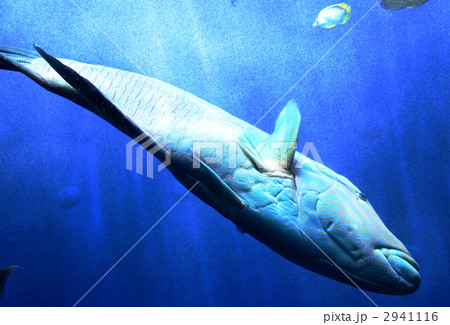 ナポレオンフィッシュ 2941116