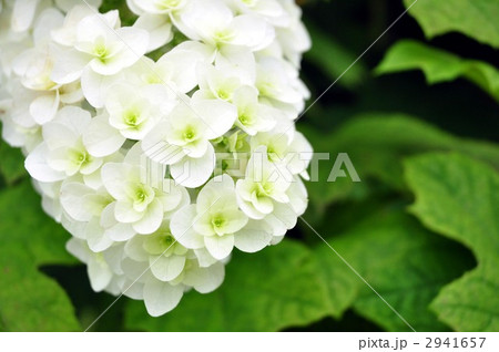 柏葉紫陽花 2941657
