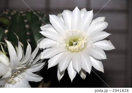 月下美人 月下美人 2941828