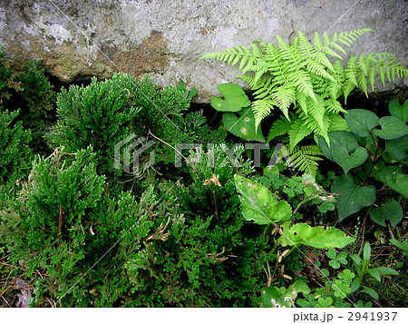 シダと岩とイワヒバの写真 2941937