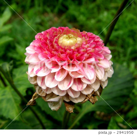 ヒャクニチソウの花 ヒャクニチソウの花 2941950