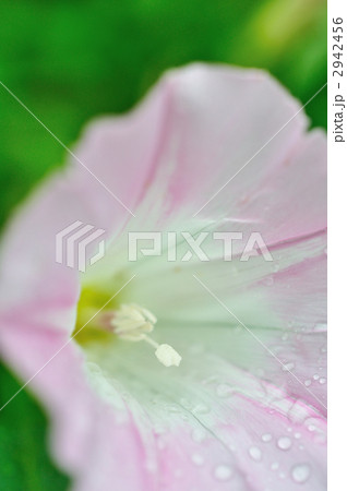アサガオ アサガオ 2942456