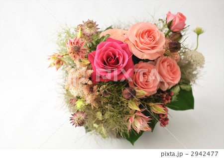 Old Country Pink Rose Old Country Pink Rose 2942477