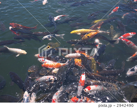 志高湖 2942490