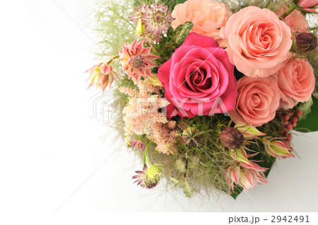 Old Country Pink Rose 2942491