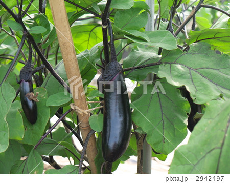 ナス ナス 2942497