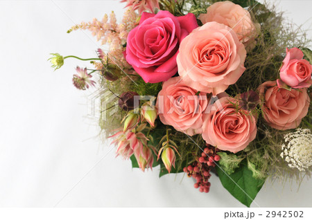 Old Country Pink Rose Old Country Pink Rose 2942502