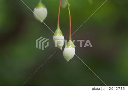 シダレエゴノキの実 2942756