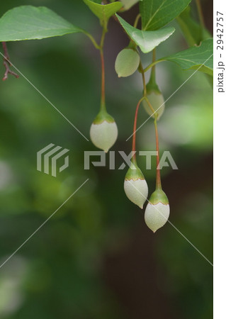 シダレエゴノキの実 2942757