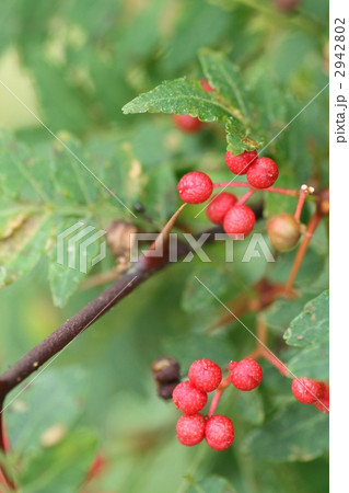 山椒の実 2942802