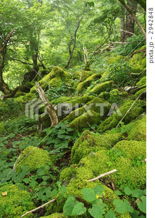 修験の森 2942848