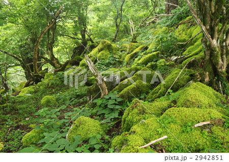 修験の森 修験の森 2942851