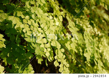 アジアンタム アジアンタム 2942854