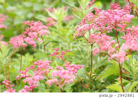 シモツケのお花畑 2942881