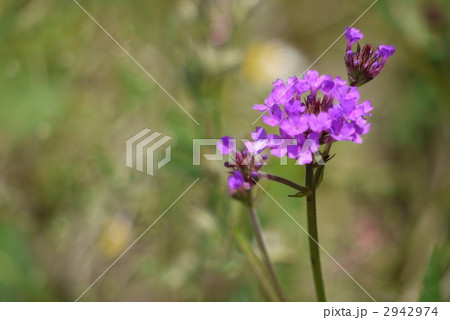 バーベナ　ボナリエンシス 2942974