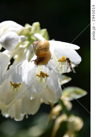 カタツムリ 2943014