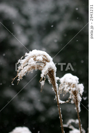 わたぼうし 2943231