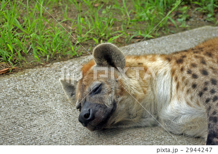 ブチハイエナ 2944247