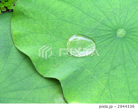 蓮の葉としずく 2944336