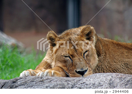 ライオン 2944406