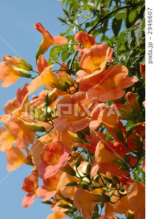 満開のヌゼンカズラの花 満開のヌゼンカズラの花 2946607