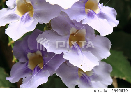 ベンガルヤハズカズラの花 2946650