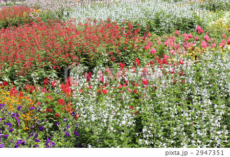 サルビアガーデン 2947351